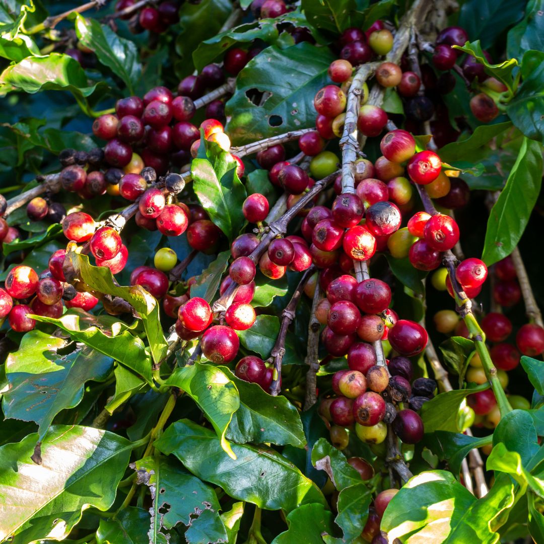 Bio Espresso