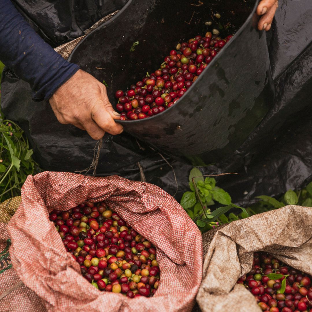 Bio Espresso