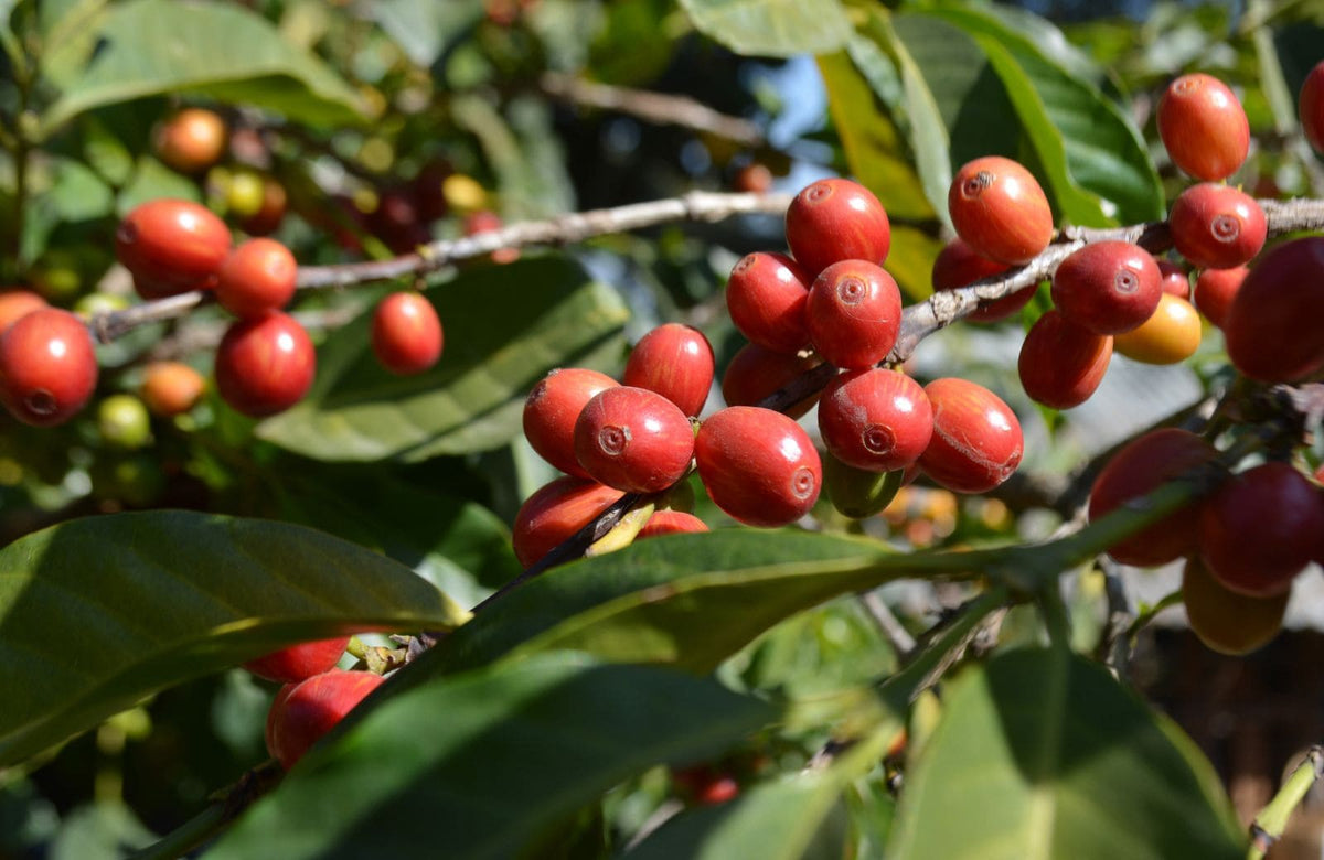 Kaffee aus Aethiopien