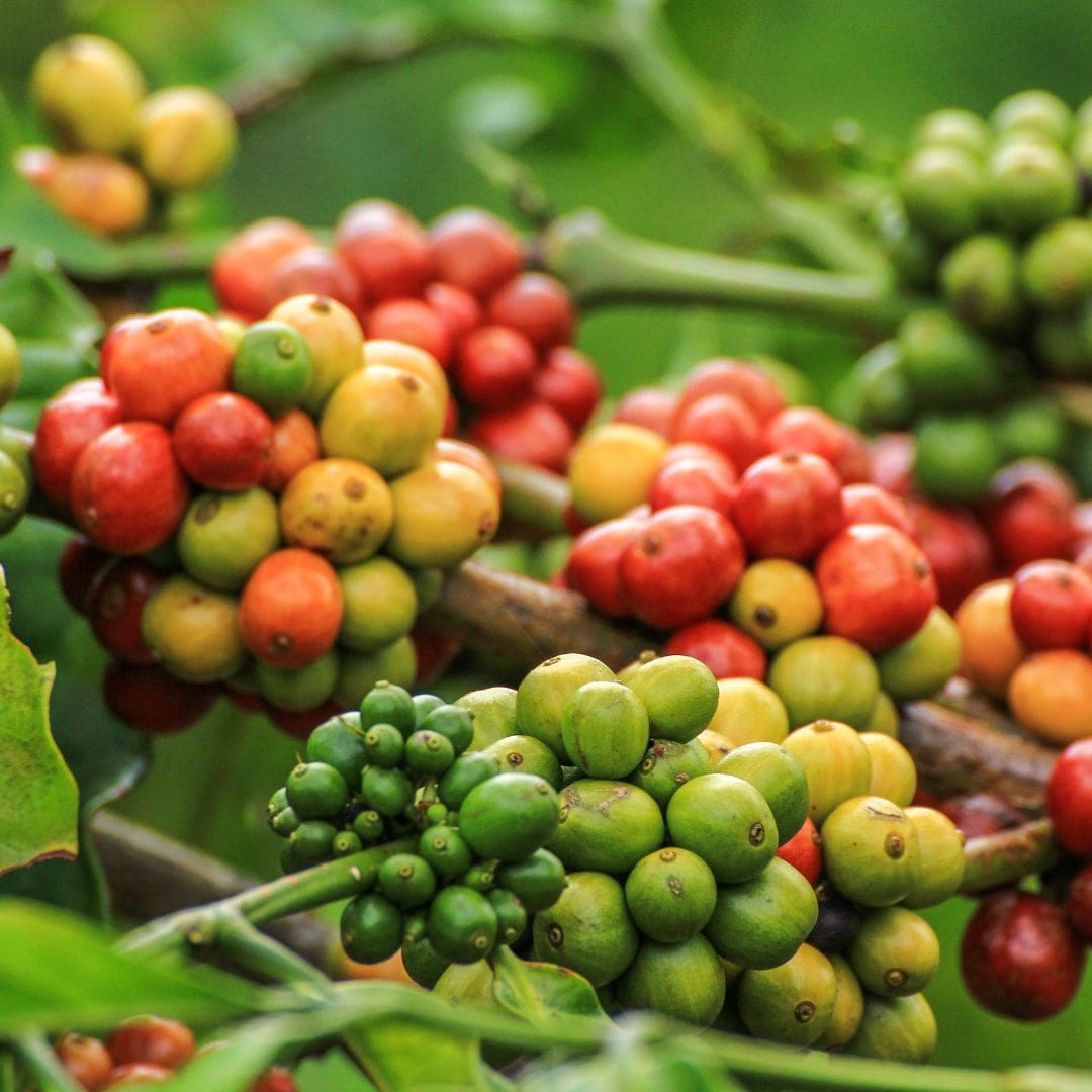 Robusta Kaffee